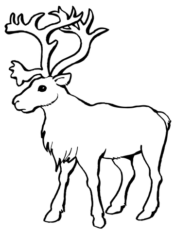 Reindeer Caribou Coloring Page